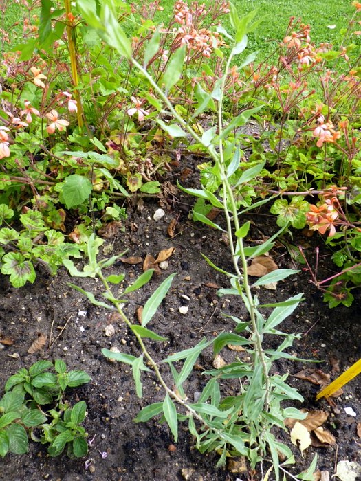 Lycium barbarum
